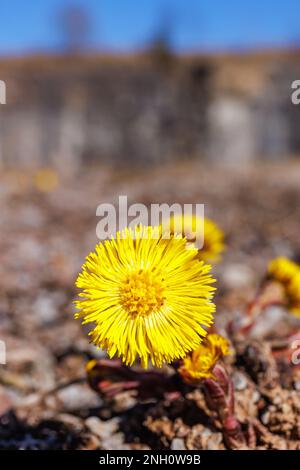 Kaltfussblüte im Frühling Stockfoto