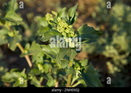 Beifuwort. Gewöhnliches Beifuwort. Verbrecherkraut. Artemisia vulgaris. Wildes Wurmholz. Wermut am Flussufer. St. Johanniskraut. Stockfoto