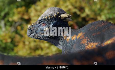 Pachycephalosaurus, Dinosaurierporträt, zweipedale Pflanzenfresser mit einem dicken Schädeldach aus der späten Kreidezeit Stockfoto