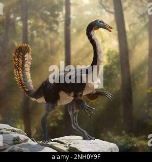 Gallimimus, ein gefiederter Theropoddinosaurier, der in der späten Kreidezeit lebte Stockfoto