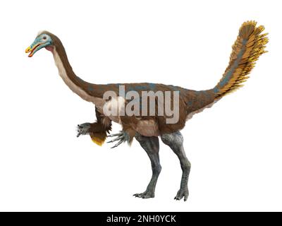 Gallimimus, Theropod-Dinosaurier aus der späten Kreidezeit, isoliert auf weißem Hintergrund Stockfoto