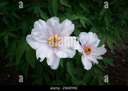 Baumpfingstrose Paeonia suffruticosa-Nahaufnahme. Blassrosa weiße Blumen blühten im Sommergarten. Eine wunderschöne orientalische Blume unter grünen Blättern. Frühling Stockfoto