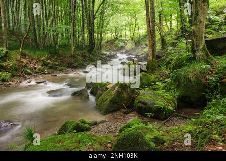 Bach im Wald zwischen Steinen. Naturlandschaft im Frühling. Ökologie und Süsswasserkonzept Stockfoto