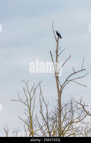 Ein wunderschöner Kormoran hoch oben auf einem hohen trockenen Ast in der Wintersaison Stockfoto