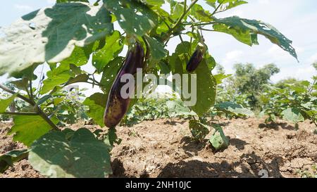 Schließen Sie am Nachmittag Auberginen-Bio-Lebensmittel im Landwirtschaftsfeld Stockfoto