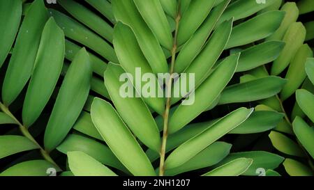 Nahaufnahme grüner Zamia furfuracea-Palmenblätter aus Pappe Stockfoto