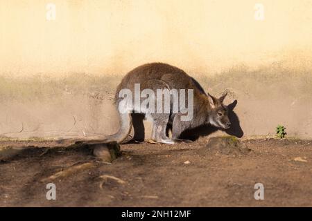 Das Rothals-Wallaby oder das Bennett-Wallaby (Macropus rufogriseus), das in Australien üblich ist Stockfoto