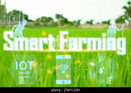 Das Konzept der Landwirtschaft ist eine neue Art der Nutzung von Technologie zur Unterstützung der Arbeit, die intelligente Landwirtschaft genannt wird. Stockfoto