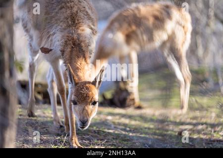 Nahaufnahme des neugierigen vicuña (Vicugna vicugna), ein Mitglied der Familie der Camelidae Stockfoto