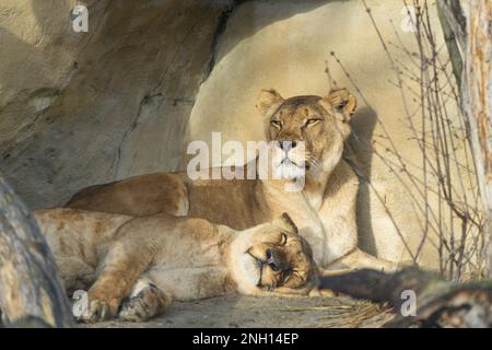 Löwen (Panthera leo) und junge Löwen, die sich in einem Zoo ausruhen und sonnen. Wildtiere. Stockfoto