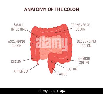 Anatomie des Kolons mit Beschreibungsteilen. Darmsymbol. Menschliches Innenorgan. Gesundheit Darm. Medizinische Vektordarstellung im flachen Cartoon-Stil Stock Vektor