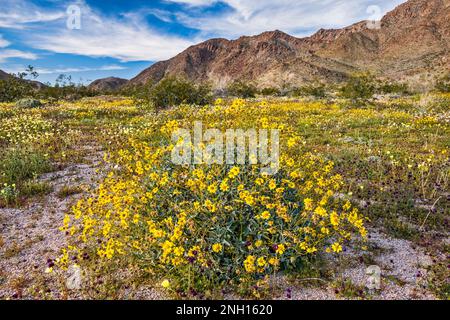 Im Frühling blühende Brittlebush-Sträucher im Cottonwood Canyon, Cottonwood Mountains in dist, Colorado Desert, Joshua Tree National Park, Kalifornien Stockfoto