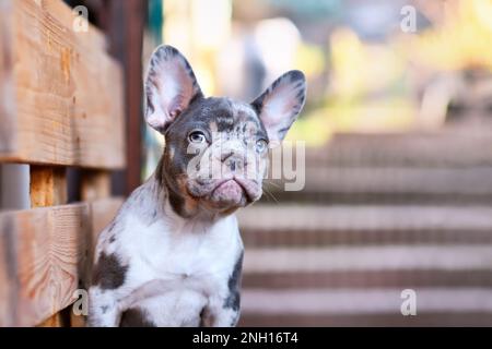 Porträt eines blauen, merlebräunlichen französischen Bulldog-Hundes Stockfoto