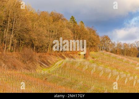 Idyllischer Weinberg mit Reben am Hang mit majestätischem Licht und Wolken bei Sonnenuntergang im Kochertal in Hohenlohe, Baden-Württemberg, Deutschland Stockfoto