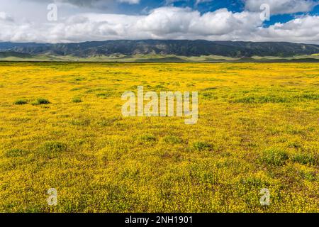 Felder mit Gänseblümchen am Hügel, Anfang März, Caliente Range in der Ferne, Blick von der Soda Lake Road, Carrizo Plain Natl Monument, Kalifornien, USA Stockfoto