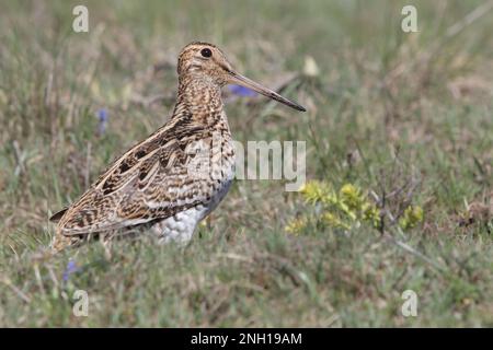 Croccolone - die große Schnecke (Gallinago media) ist eine kleine stockige Wader der Gattung Gallinago Stockfoto