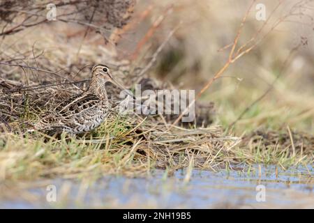 Croccolone - die große Schnecke (Gallinago media) ist eine kleine stockige Wader der Gattung Gallinago Stockfoto