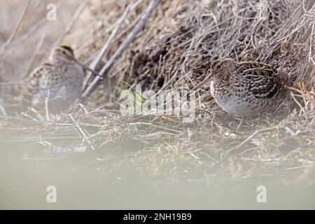 Croccolone - die große Schnecke (Gallinago media) ist eine kleine stockige Wader der Gattung Gallinago Stockfoto