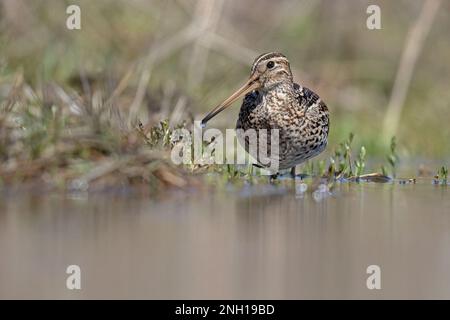 Croccolone - die große Schnecke (Gallinago media) ist eine kleine stockige Wader der Gattung Gallinago Stockfoto