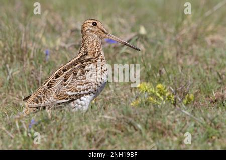 Croccolone - die große Schnecke (Gallinago media) ist eine kleine stockige Wader der Gattung Gallinago Stockfoto