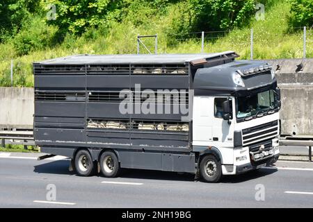 Nutzfahrzeug DAF-Lkw mit starrer Karosserie sauber, ohne Kennzeichnung, beladen mit sichtbarem Viehtransport auf der Autobahn M25 Essex England Großbritannien Stockfoto