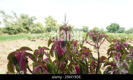 Wunderschöne mehrfarbige Blätter rot, gelb, rosa, grüne Miana- oder Coleus atropurpureus-Blütenpflanze Stockfoto