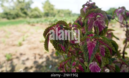 Wunderschöne mehrfarbige Blätter rot, gelb, rosa, grüne Miana- oder Coleus atropurpureus-Blütenpflanze Stockfoto