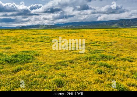 Felder mit Gänseblümchen am Hügel, Anfang März, Caliente Range in der Ferne, Blick von der Soda Lake Road, Carrizo Plain Natl Monument, Kalifornien, USA Stockfoto