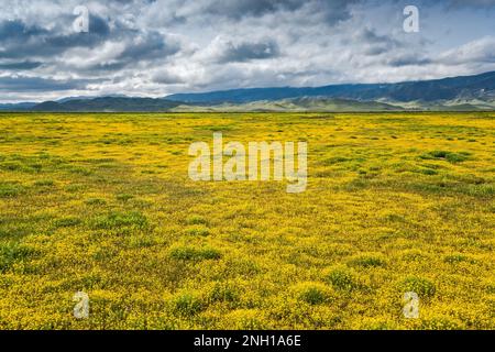 Felder mit Gänseblümchen am Hügel, Anfang März, Caliente Range in der Ferne, Blick von der Soda Lake Road, Carrizo Plain Natl Monument, Kalifornien, USA Stockfoto