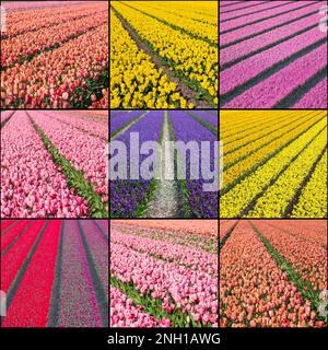 Collage mit Frühlingsblumen - Blumenfelder in den Niederlanden Stockfoto