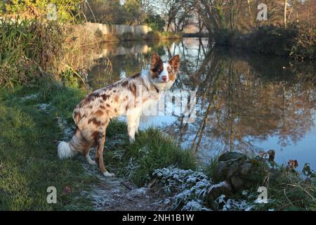 Ein dreifarbiger, roter Merle Border Collie stand an einem Flussufer, Surrey, Großbritannien. Stockfoto