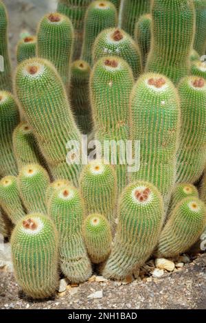 Parodia leninghausii, Goldkugel-Kaktus, Gelbturm-Kaktus, Icactus mit zylindrischen Stielen Stockfoto