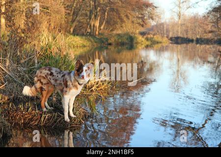 Ein dreifarbiger, roter Merle Border Collie stand an einem Flussufer, Surrey, Großbritannien. Stockfoto