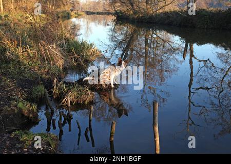 Ein dreifarbiger, roter Merle Border Collie stand an einem Flussufer, Surrey, Großbritannien. Stockfoto