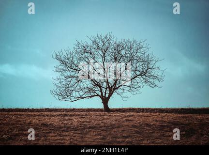 Ein einsamer, unfruchtbarer Baum steht inmitten eines offenen Grasfeldes, umgeben von Natur und unberührt von Zivilisation Stockfoto