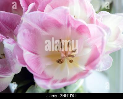 Gelber Stamm eines rosa Tulpenmakros Stockfoto
