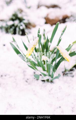 Perygelbe Frühlings-Narzissen im Frühlingsgarten unter Schnee. Stockfoto