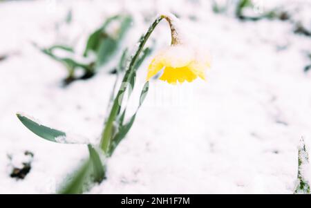 Perygelbe Frühlings-Narzissen im Frühlingsgarten unter Schnee. Stockfoto