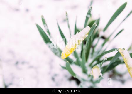 Perygelbe Frühlings-Narzissen im Frühlingsgarten unter Schnee. Stockfoto