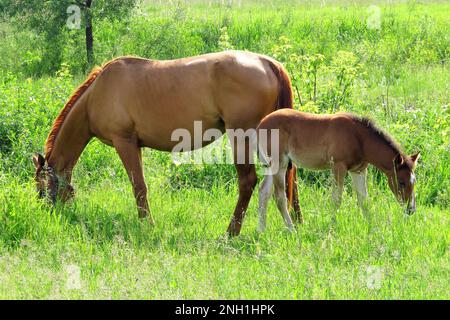 Wunderschöne Stute mit ihrem Fohlen, das auf grünem Feld grast, unter sonnigen Tagen Stockfoto