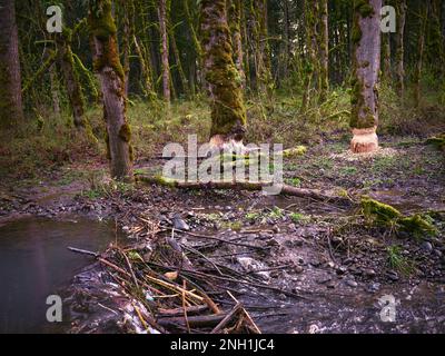 Bäume mit Biss- und Nasenspuren von Bibern am Ufer eines Flusses Stockfoto