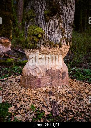 Bäume mit Biss- und Nasenspuren von Bibern am Ufer eines Flusses Stockfoto