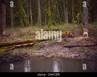 Bäume mit Biss- und Nasenspuren von Bibern am Ufer eines Flusses Stockfoto