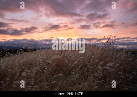 Zuckerwatte über goldenen, grasbedeckten Hügeln Stockfoto