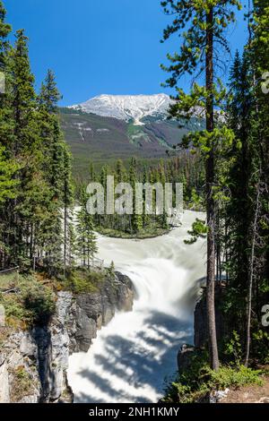 Sunwapta Falls. Kanadische Rocky Mountains: Wunderschöne Naturlandschaft. Jasper National Park wunderschöne Landschaft. Alberta, Kanada. Wald und Wasserfälle. Stockfoto