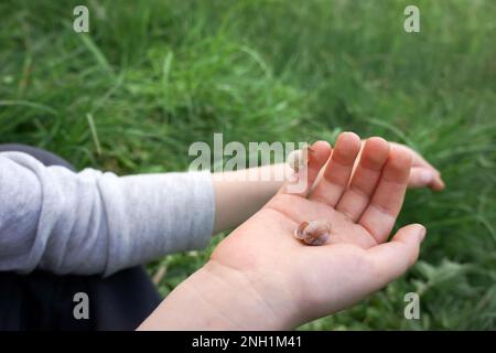 Zwei Schnecken in den Händen des Kindes im Freien, Nahaufnahme Stockfoto