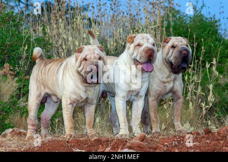 Porträt von drei reinrassigen Schar pei-Hunden auf dem Feld mit blauem Himmelshintergrund Stockfoto