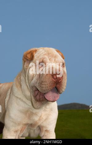 Porträtkopf des reinrassigen Hündchens Shar pei auf dem Feld mit blauem Himmelshintergrund Stockfoto