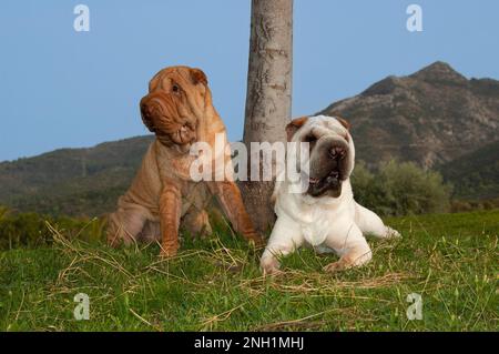 Porträt von zwei reinrassigen Schar pei-Hunden mit verschiedenen Farben, die auf dem Gras auf dem Feld liegen, mit blauem Himmelshintergrund Stockfoto