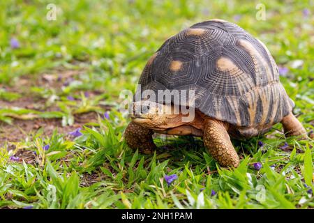 Strahlenschildkröte (Astrochelys radiata), kritisch gefährdete endemische Schildkrötenarten in der Familie Testudinidae. Ilakaka, Madagaskar Wildtier Stockfoto